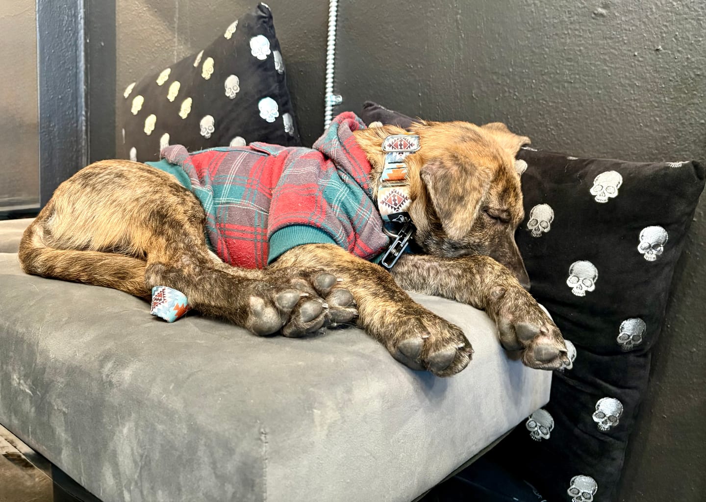 Customer photo review of Sedona Martingale Collar