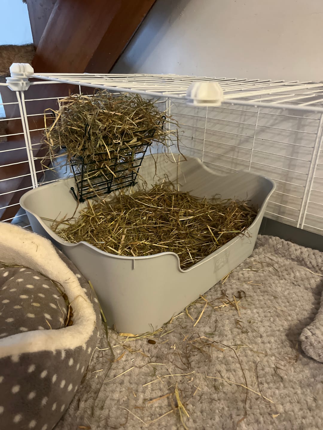Customer photo review of The Super Pooper For Every Floofer | Litter Tray for Guinea Pigs and Rabbits