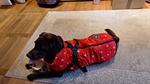 Customer photo review of Emmalove - Wasserdichter Hundemantel Extreme