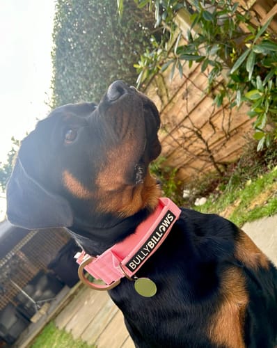 Paul W. review of 5cm Lighter Combat® Collar | With Handle Secure Clip - Pink x Pink image 1 out of 3