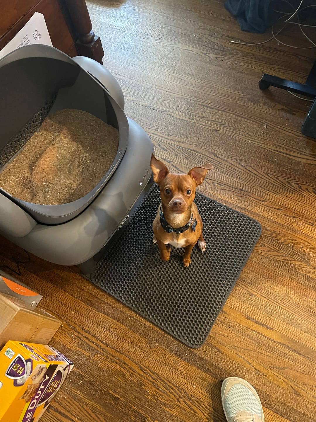 Customer photo review of Neakasa Mineral Cat Litter 17.6lbs / 8kg