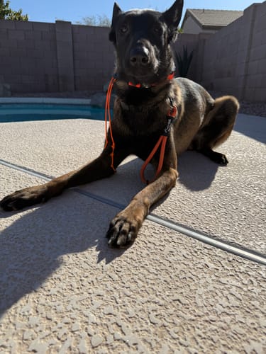 Customer photo review of E-Collar Strap