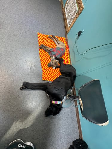 Customer photo review of Fiesta Martingale Collar