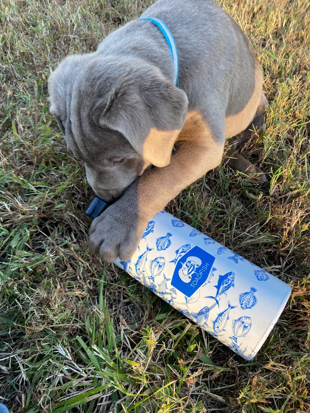Customer photo review of Non-Tipping 16oz Tall Can Cooler