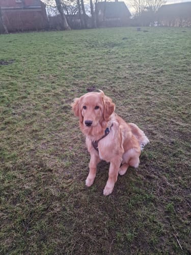 Customer photo review of Dog Copenhagen Comfort Walk Pro™ hundesele Mocca