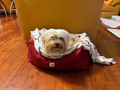 Customer photo review of Divanetto Mattias Bordeaux (Soft Touch)