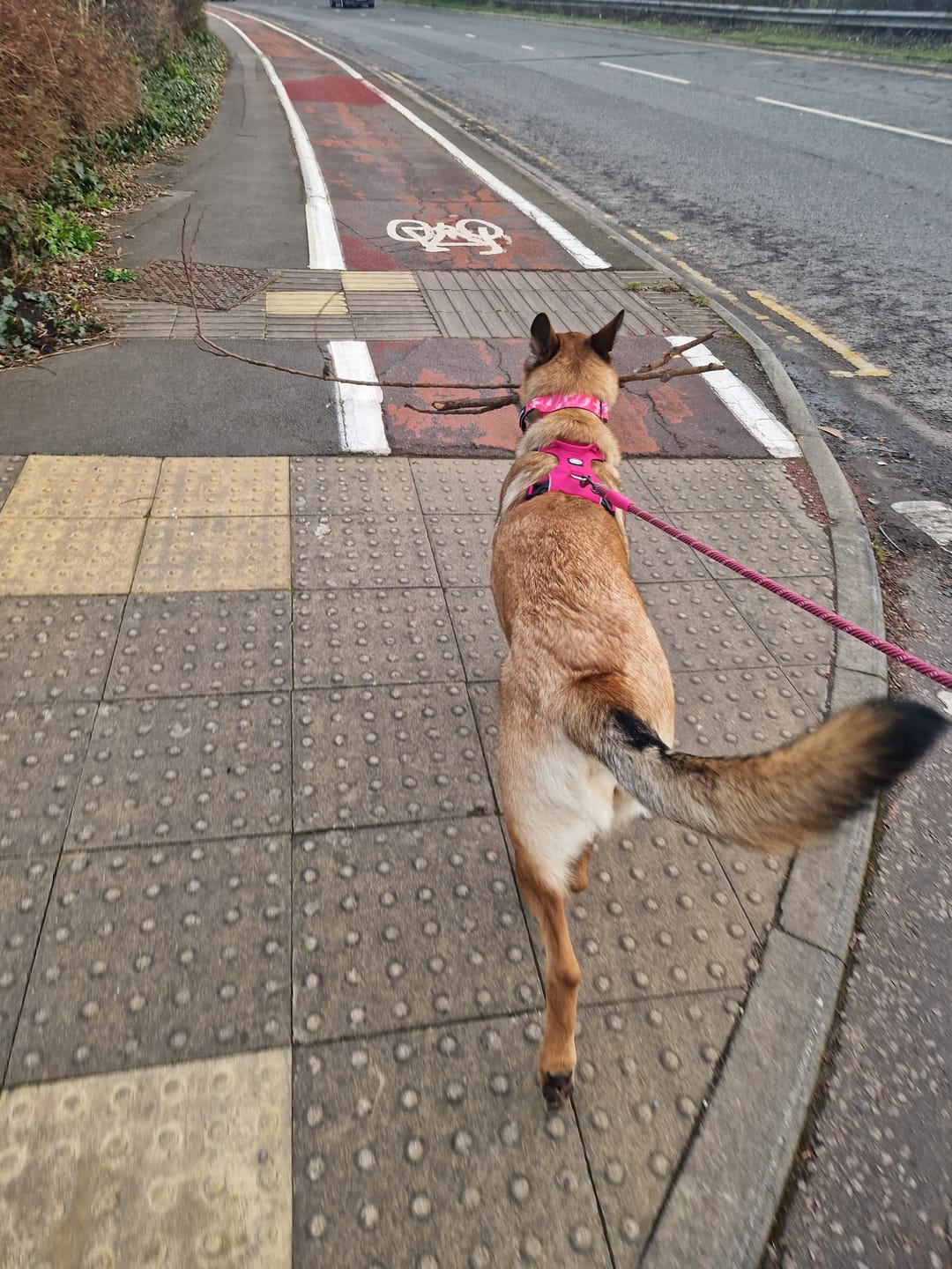 Customer photo review of Air Harness | Anti-Pull & With Handle - Carminerose