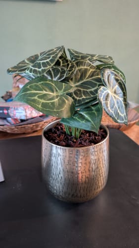 Customer photo review of Bloempot Goud 16x15cm (metaal)