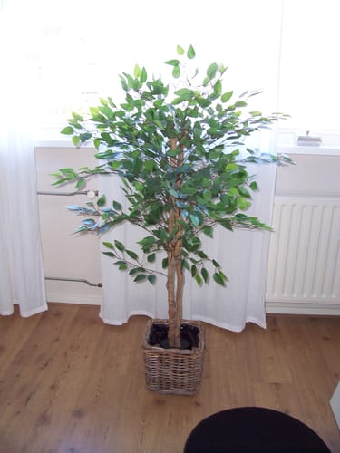 Customer photo review of Kunst Ficus 130cm