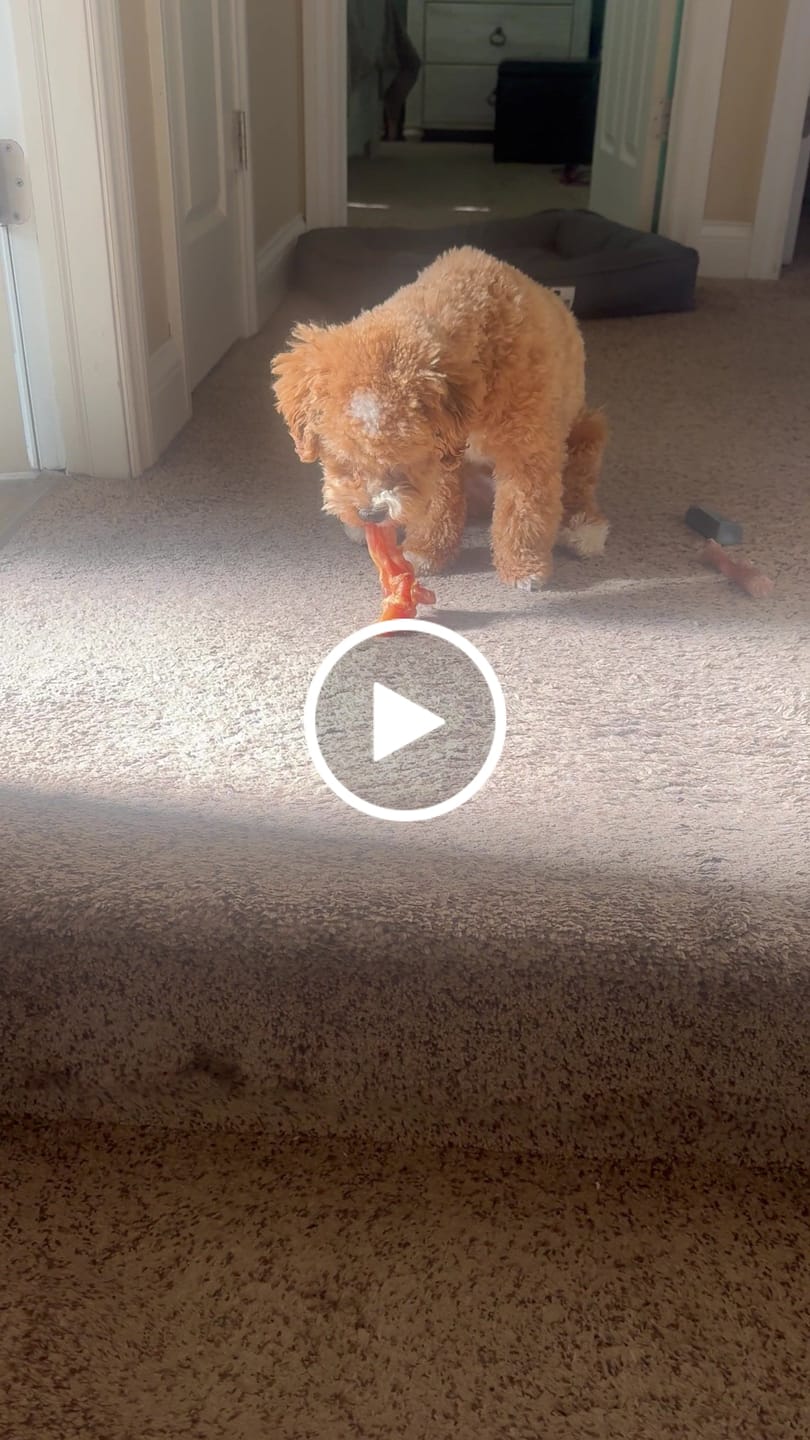 Customer video review of Beef Tendon