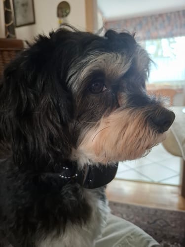 Customer photo review of Emmalove - Tierfreundliches Anti-Bell Halsband