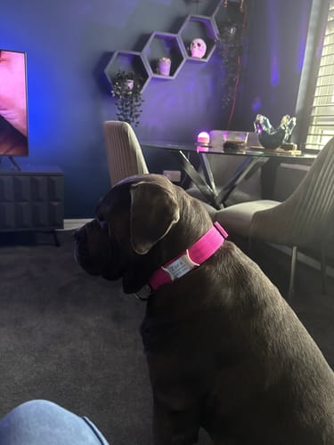 undefined review of 4cm Combat® Collar | Rated Clip - NO HANDLE - Magenta image 1 out of 1