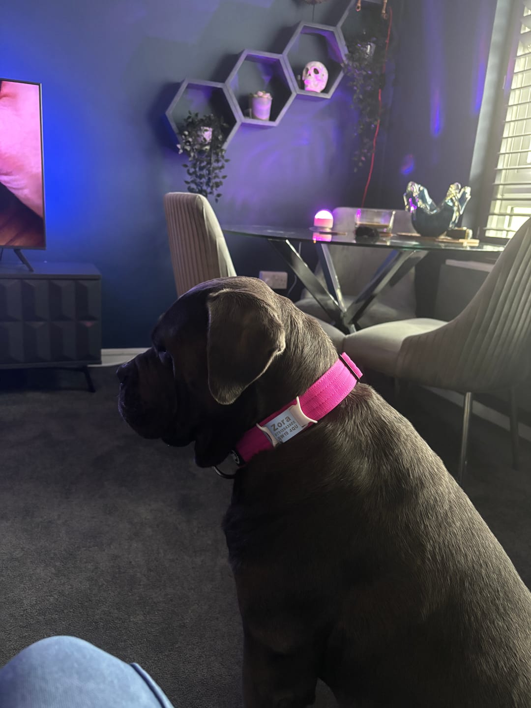 Customer photo review of 4cm Combat® Collar | Rated Clip - NO HANDLE - Magenta