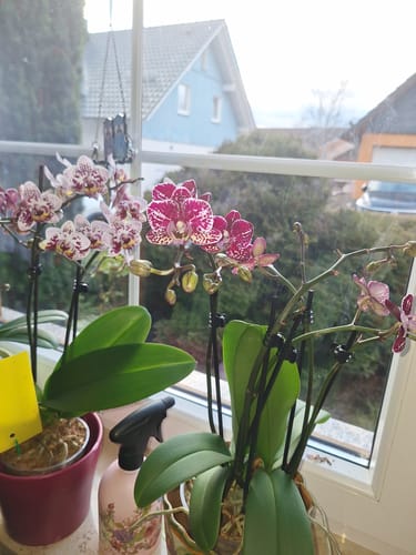 Customer photo review of Phalaenopsis Hybride Patchwork Kingdom mit weiß-violett-gefleckten Blüten und 2 Rispen