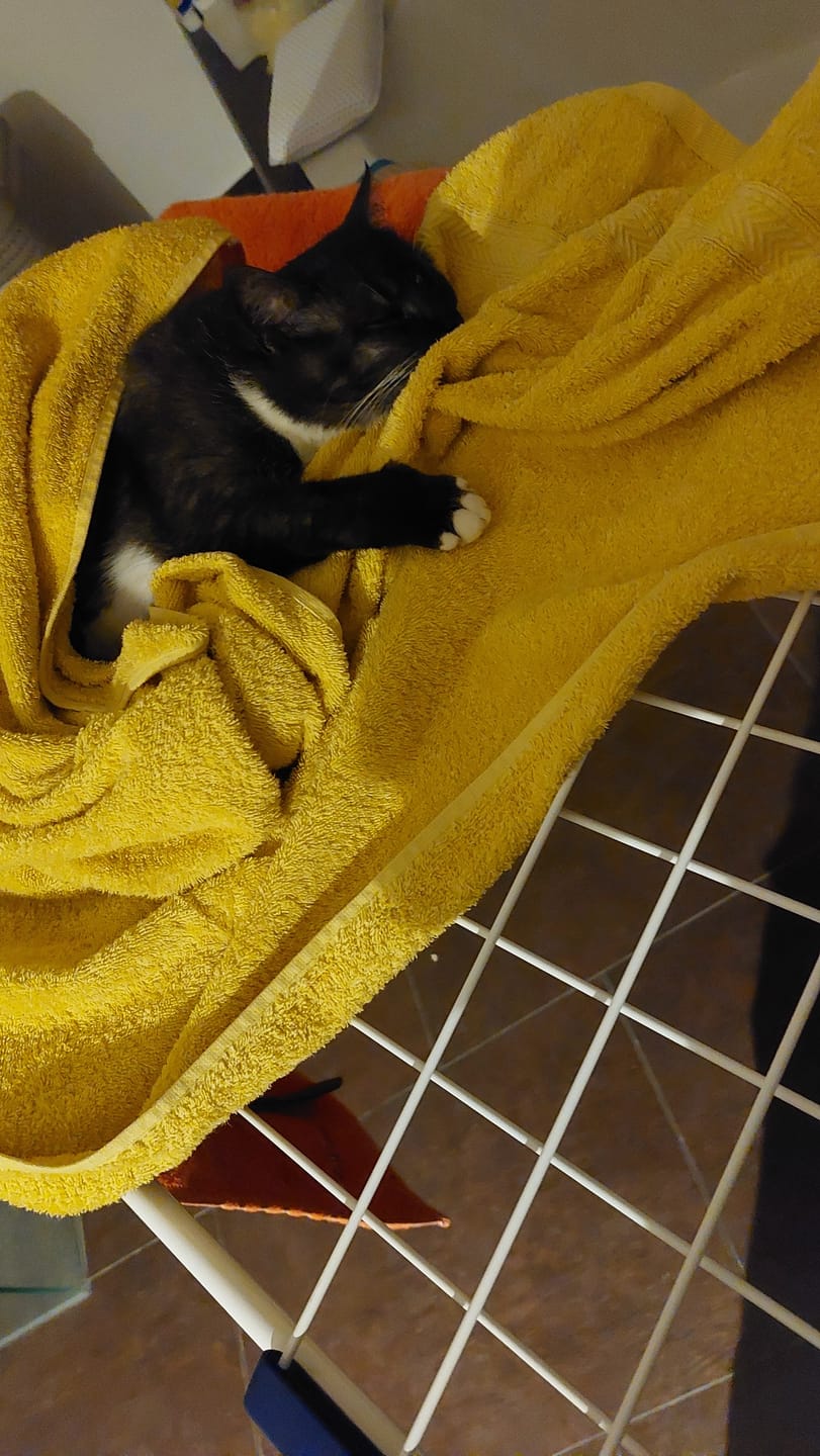 Customer photo review of Wurmtest Pro Katze