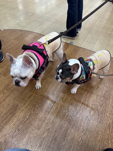 Customer photo review of FunFunPet 高機能ハーネス（お名前タグ作成サービス付き）