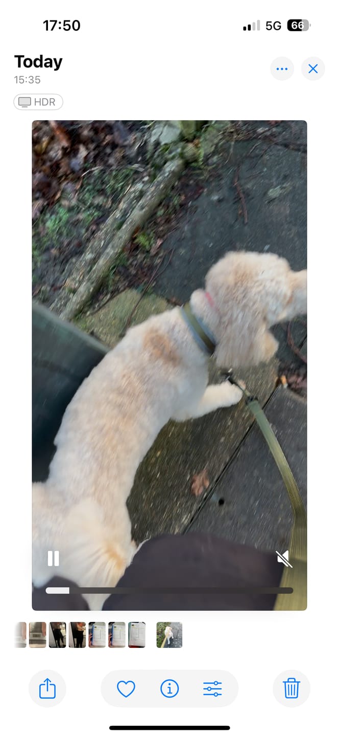 Customer photo review of 1.4m Swivel Combat Lead | Anti-Tangle & Secure Clip - Khaki