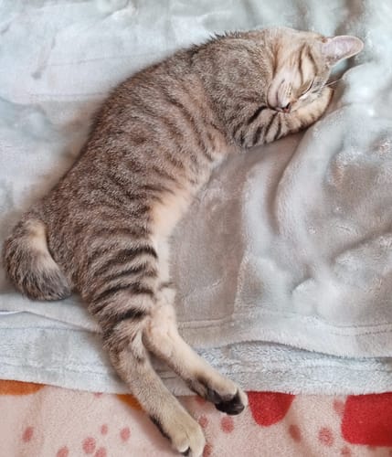 Avis photo d'un client sur Croquettes Chaton Sans Céréales - Poulet & Huile de Saumon