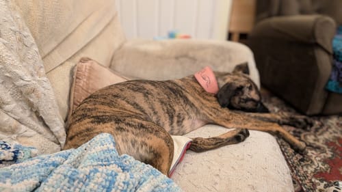 Customer photo review of Running Hound Design Padded Leather Sighthound Collars