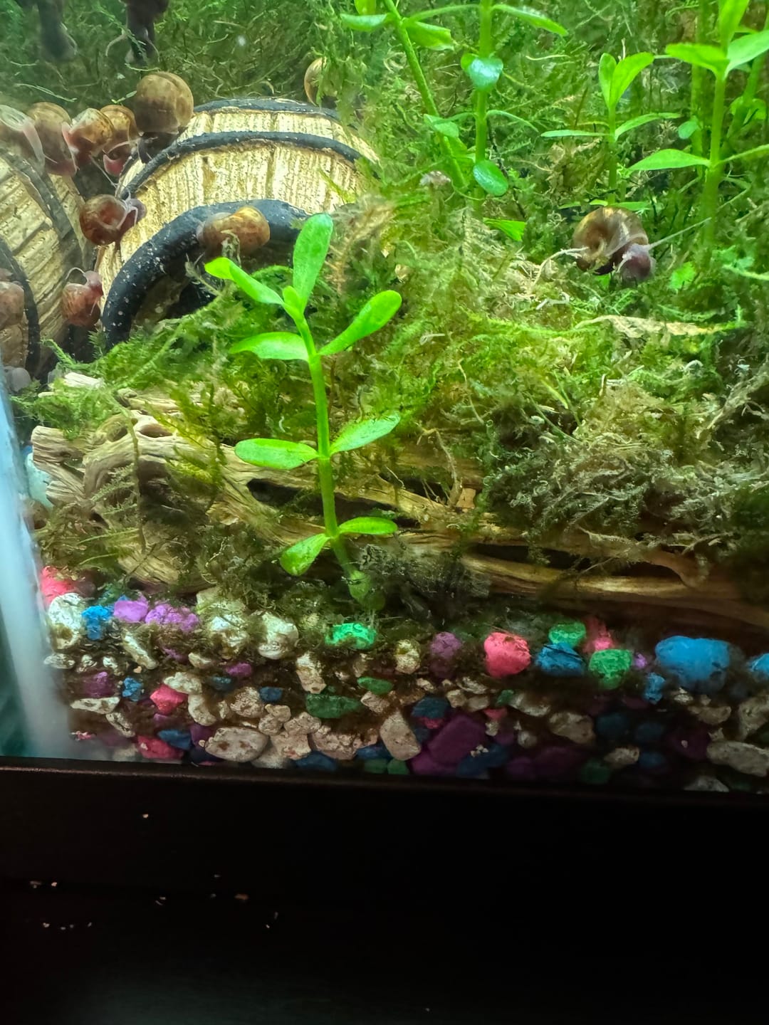 Customer photo review of Christmas Moss