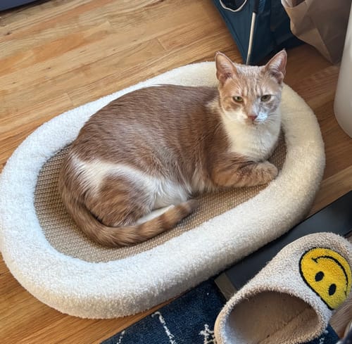 Customer photo review of ScratchLounge