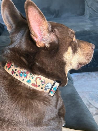 Customer photo review of Sailor Ink Buckle Collar