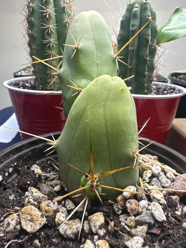 Customer photo review of Trichocereus Bridgesii Monstrose | Short Form | Type B | Penis Cactus