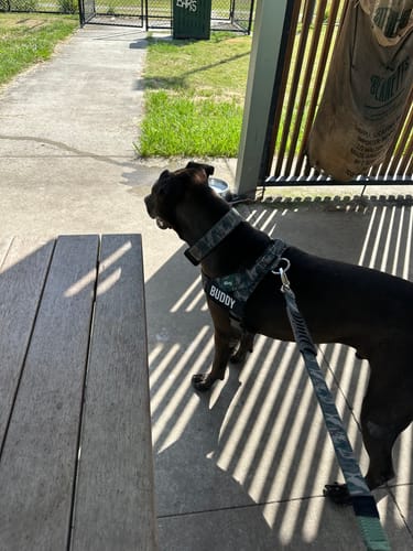 Customer photo review of Walk Essentials