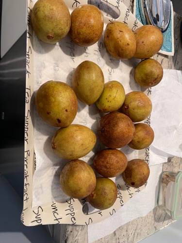 Customer photo review of Sapodilla (Nispero/Naseberry)