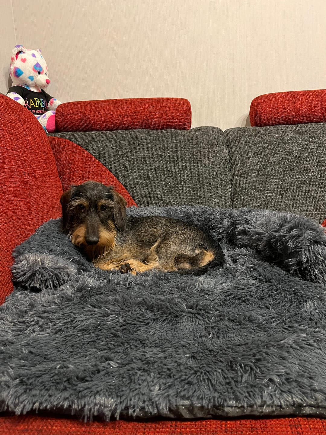 Customer photo review of Emmalove - Flauschiges Hundebett für dein Sofa