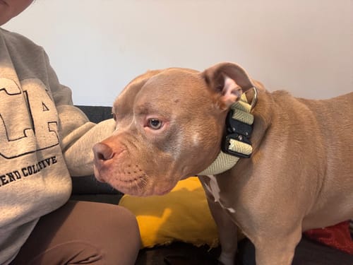 Anna C. review of 4cm Herringbone Combat® Collar | Handle & Rated Clip - Mint Green image 1 out of 2