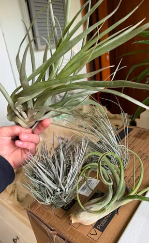 Customer photo review of **Air Plant Mystery Box**  (ALL TIERS BACK IN STOCK!)