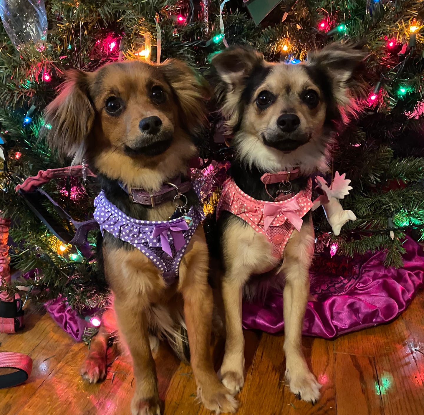 Customer photo review of Polka Dot Ruffle Choke Free Dog Harness