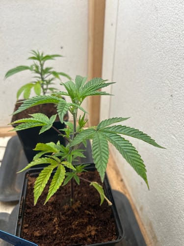 Customer photo review of Steckling Anleitung