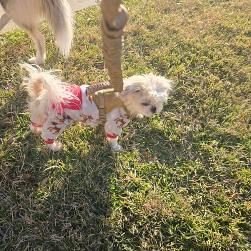 Customer photo review of Heavy-Duty Double-Handle Tactical Bungee K9 Dog Leash