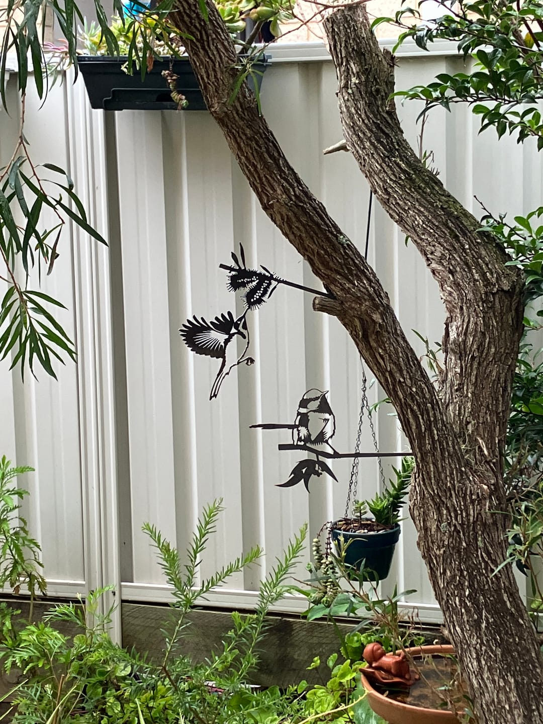 Customer photo review of Eastern Spinebill