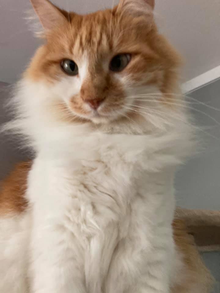 Customer photo review of Cat Itchy Skin & Healthy Coat Remedy