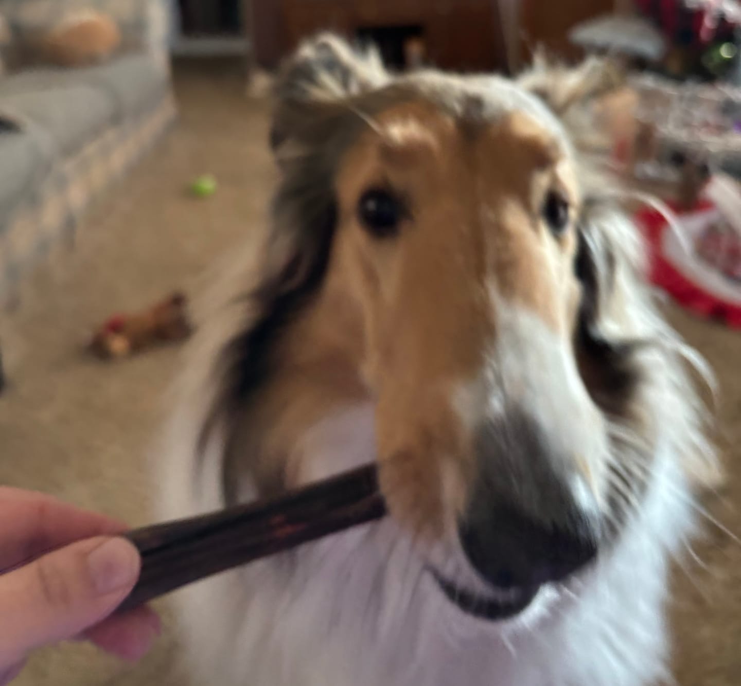 Customer photo review of 6 Inch Beef Jerky Stick