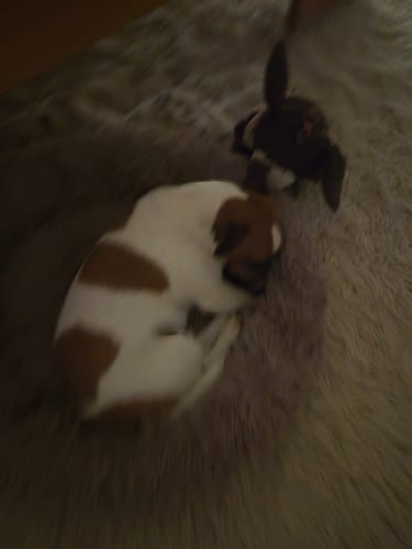 Customer photo review of Puppery Hundebett Wolke 7 - Das Original