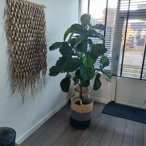 Customer photo review of Ficus Lyrata Kunstplant 180cm