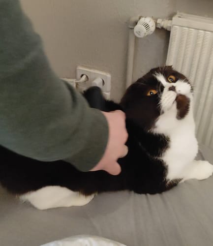 Customer photo review of Fellwunder-Bürste - Der Bestseller