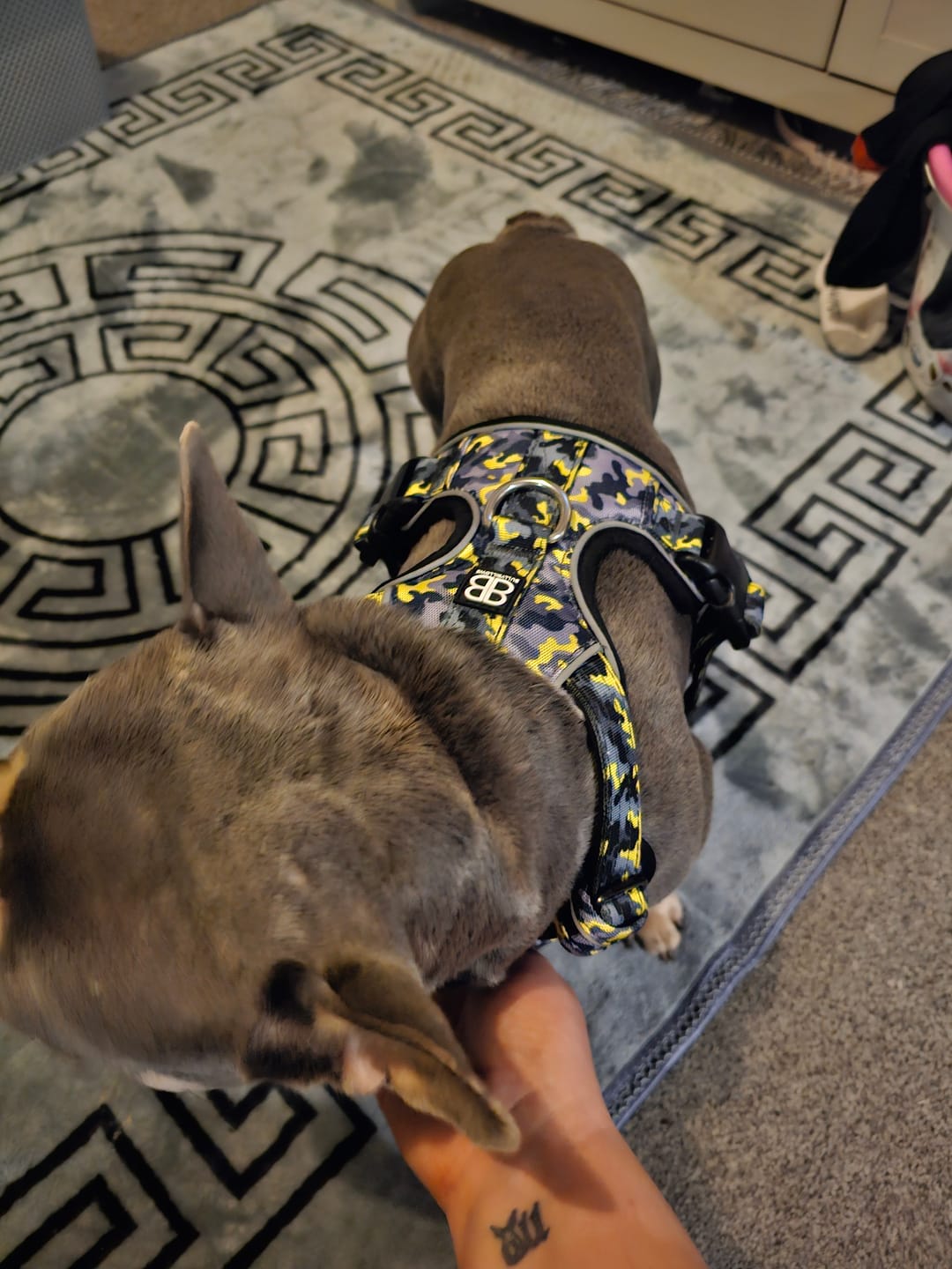 Customer photo review of Comfort Premium Harness | Non Restrictive - Lightning
