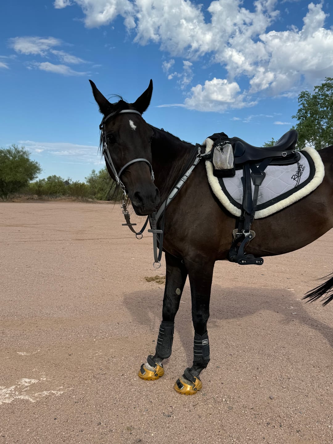 Customer photo review of Archer Equine Saddle Pad - Hidalgo Model