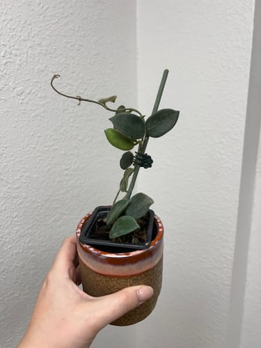 Customer photo review of Hoya Thomsonii Pink