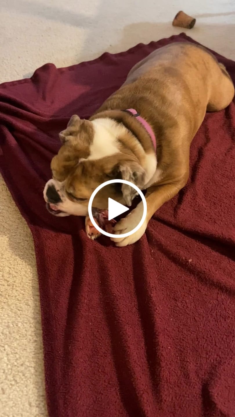 Customer video review of 6 Inch Thick Braided Bully Stick