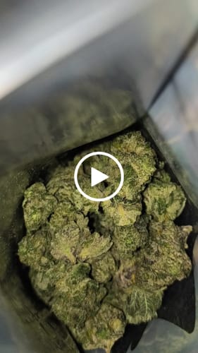 Customer video review of Gorilla Glue THCA Flower