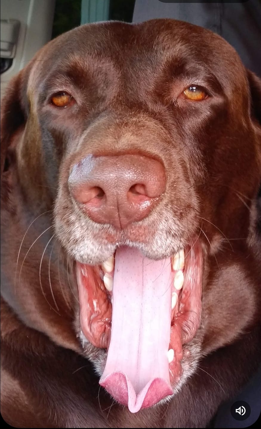 Customer photo review of 12 Inch Jumbo Braided Bully Stick