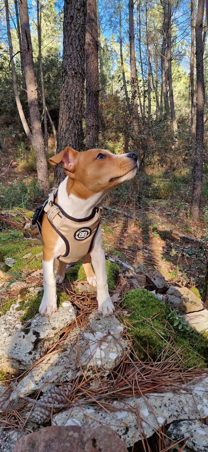 Customer photo review of Comfort Premium Harness | Non Restrictive - Tan