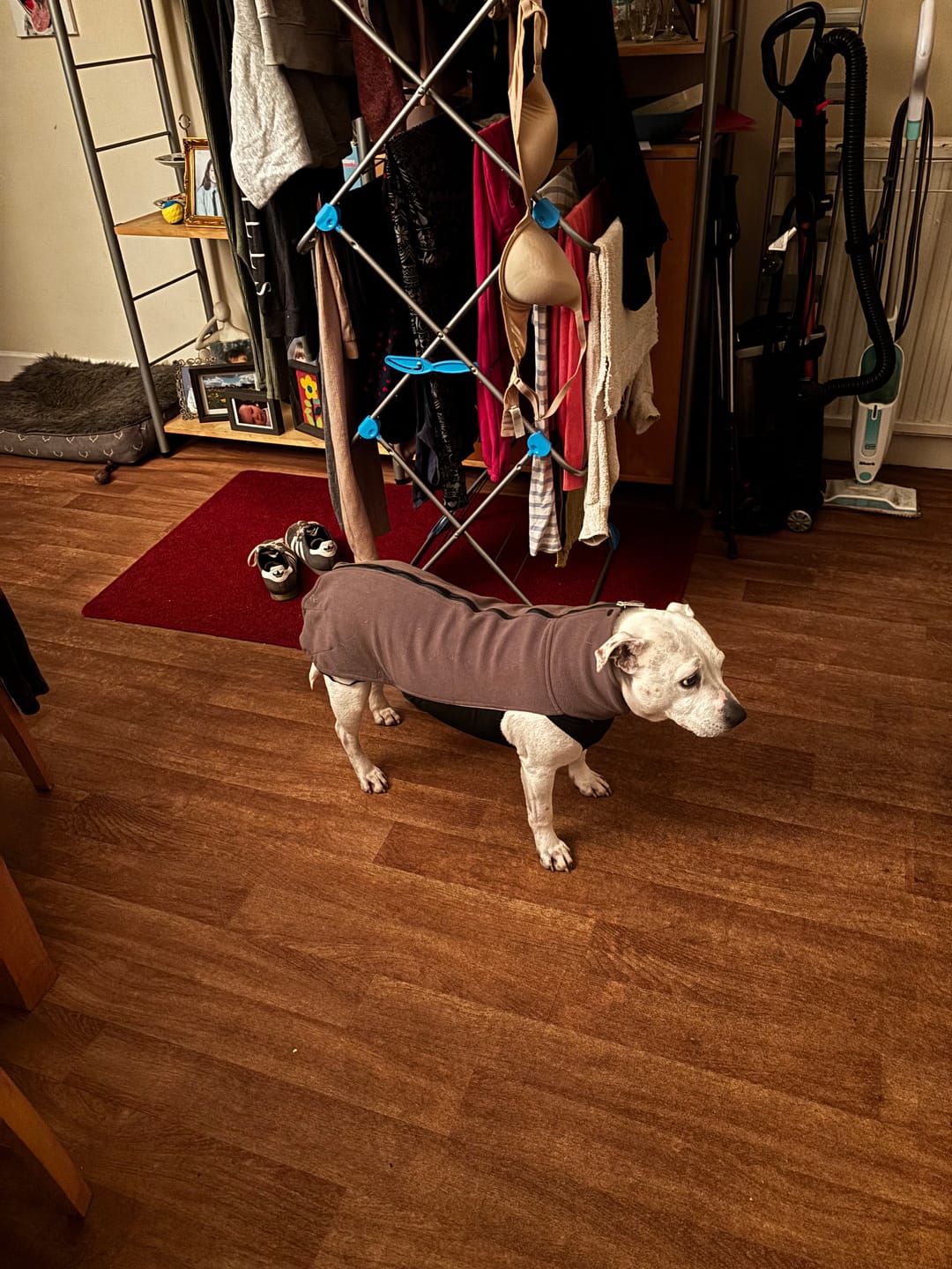 Customer photo review of Dog Fleece With Zip - Khaki