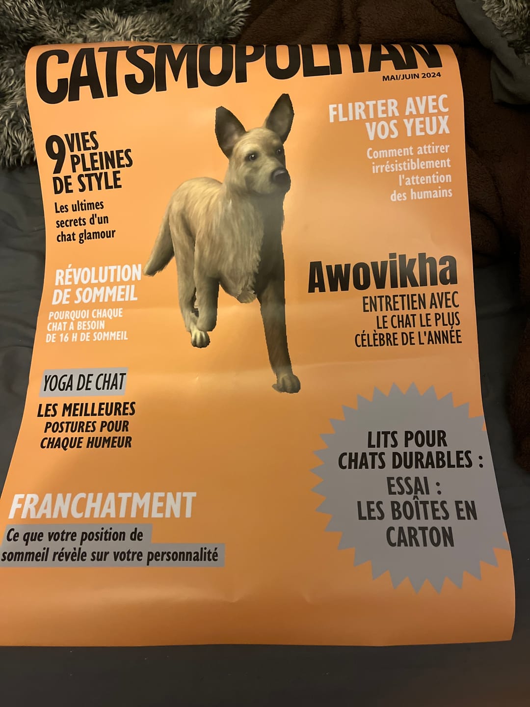 Customer photo review of Catsmopolitan - Poster personnalisé